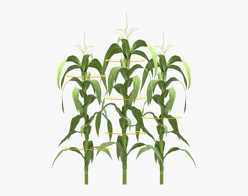 Clip Art Droughtgard Hybrids Genuity Maximize - De Una Planta De Maiz, HD Png Download, Free Download
