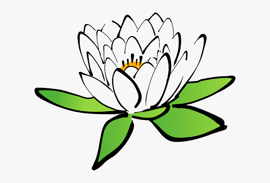 Lotus, Flower, Water Lily, White Water Lily, Bloom - Flowers Cartoon With White Background, HD Png Download, Free Download