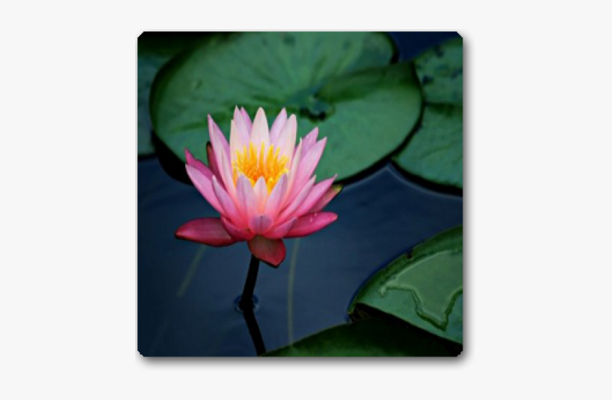 Live Lotus Plant, HD Png Download, Free Download