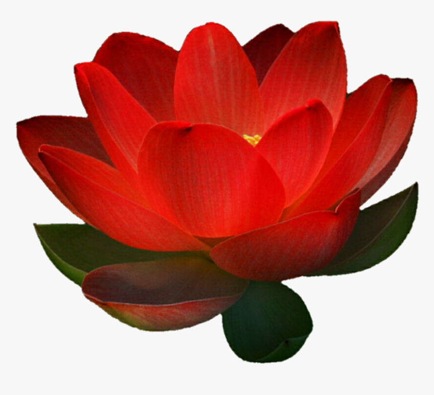 Lotus‎ Red - Picture - Sacred Lotus, HD Png Download, Free Download