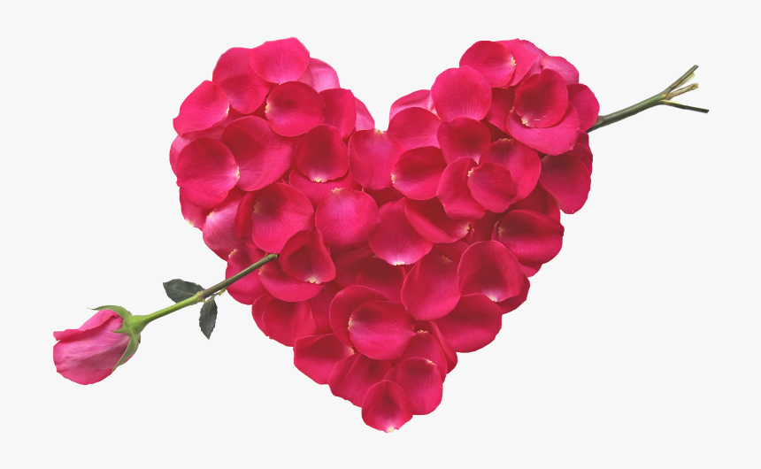 Rose Heart And Arrow - Rose Flower Buke Hd, HD Png Download - kindpng