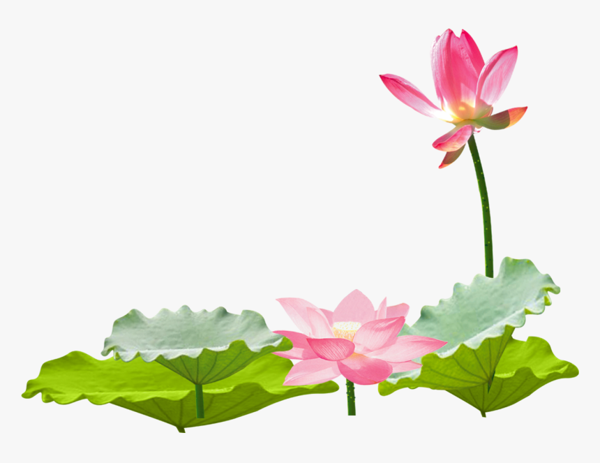 Lotus Clipart Lotus Chinese - 荷花 素材, HD Png Download, Free Download