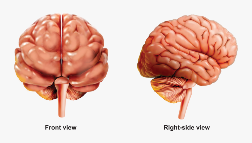 Hd Activities And Answer - Human Brain Front Side, HD Png Download, Free Download