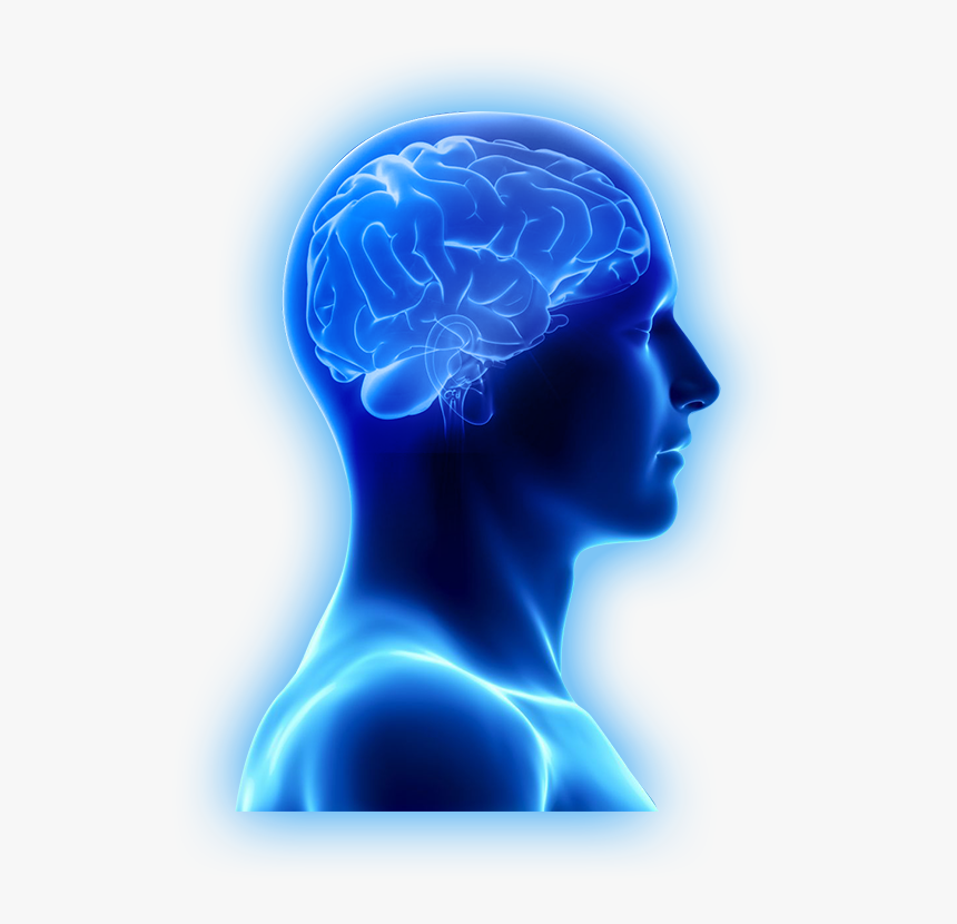 Are Brain Supplements Only For The Aging Brain - Cognitive Development, HD Png Download, Free Download
