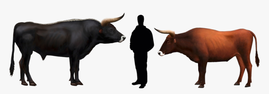 Bull Compared To Human, HD Png Download, Free Download