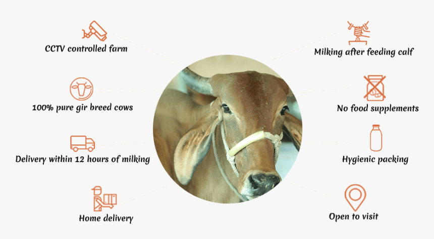 Gir Cow Milk Benefits, HD Png Download, Free Download