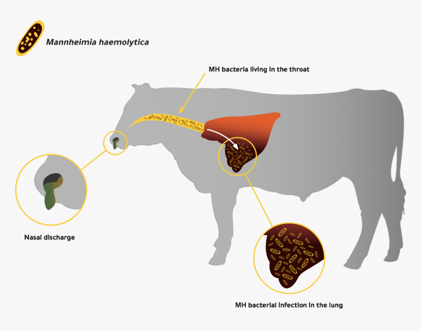 Cow With Bovine Respiratory Disease, HD Png Download, Free Download