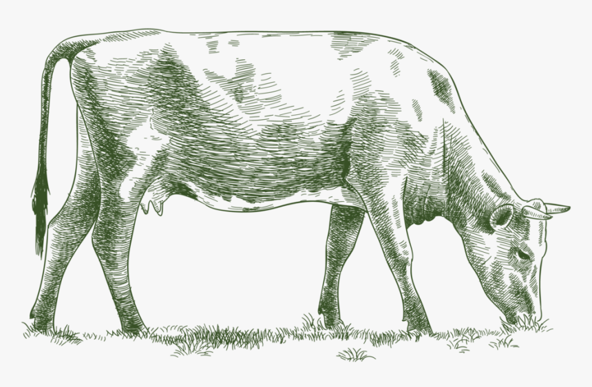 Etchanimal Cow 01 - Dairy Cow, HD Png Download, Free Download