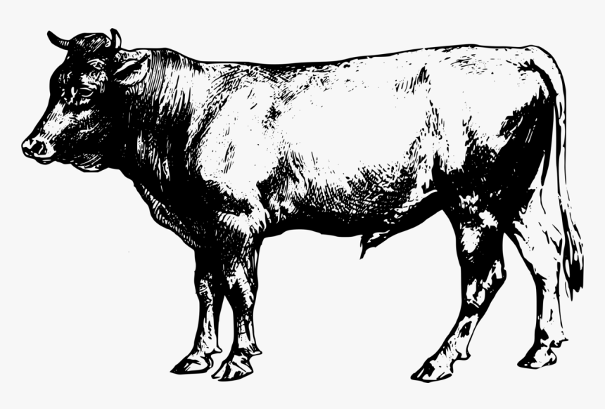 Terrestrial Photography - Transparent Beef Cow Clipart, HD Png Download, Free Download