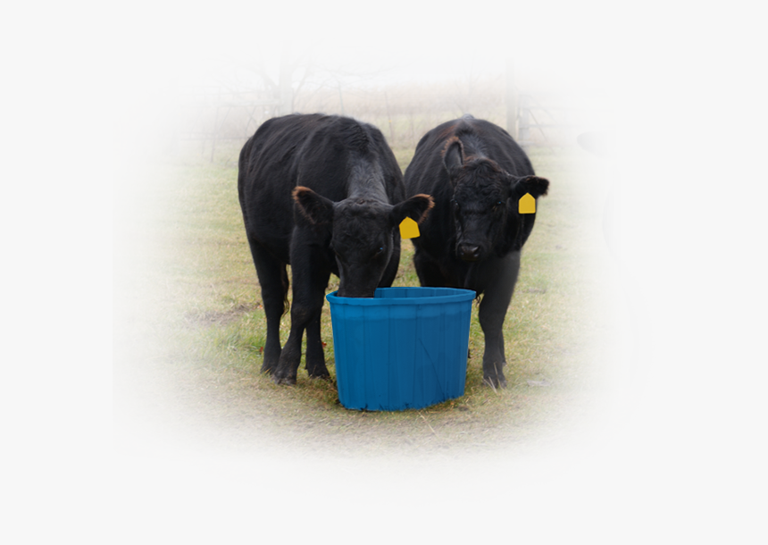 Cows Eating Out Of Blue Drum - Cattle, HD Png Download, Free Download