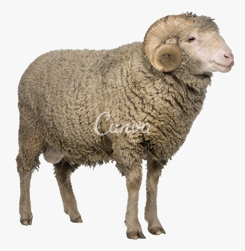 Animal,animal Figure,cow-goat Family,wool,fur - 4 Pics 1 Word Lamb, HD Png Download, Free Download