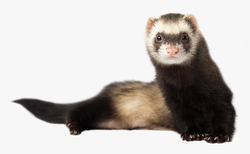 Ferretcutout2 - Ferret With White Background, HD Png Download, Free Download