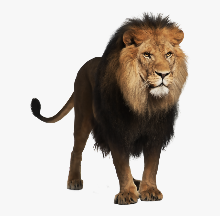 Lion Head Cut Out - Transparent Background Lion Png, Png Download, Free Download