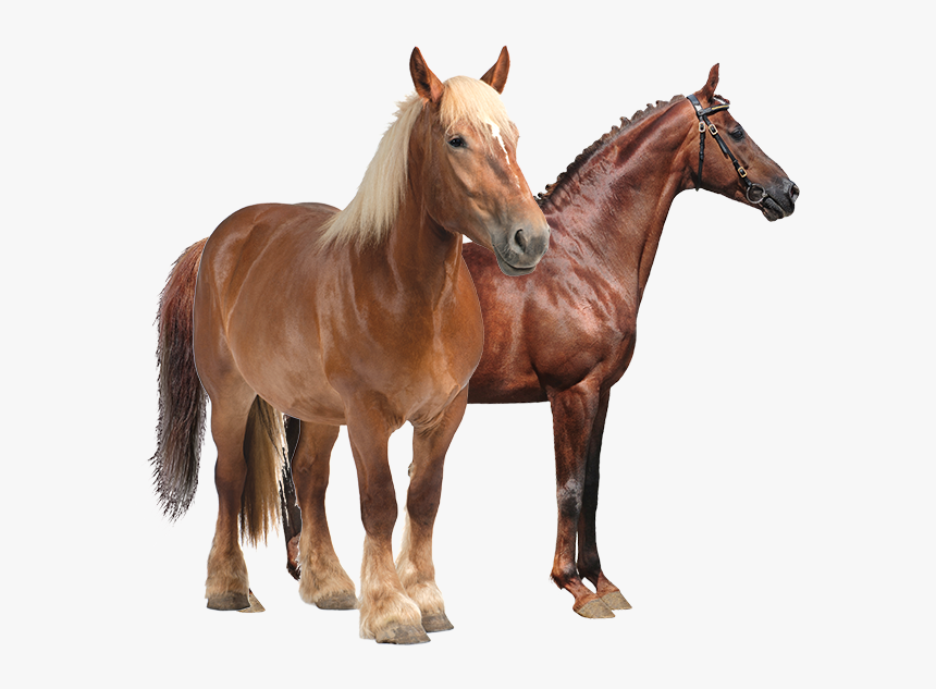 Productanimals Horse Transparent - Sorrel, HD Png Download, Free Download