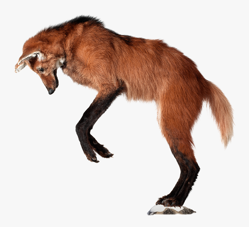 A Red Wolf Pouncing - Red Fox, HD Png Download, Free Download