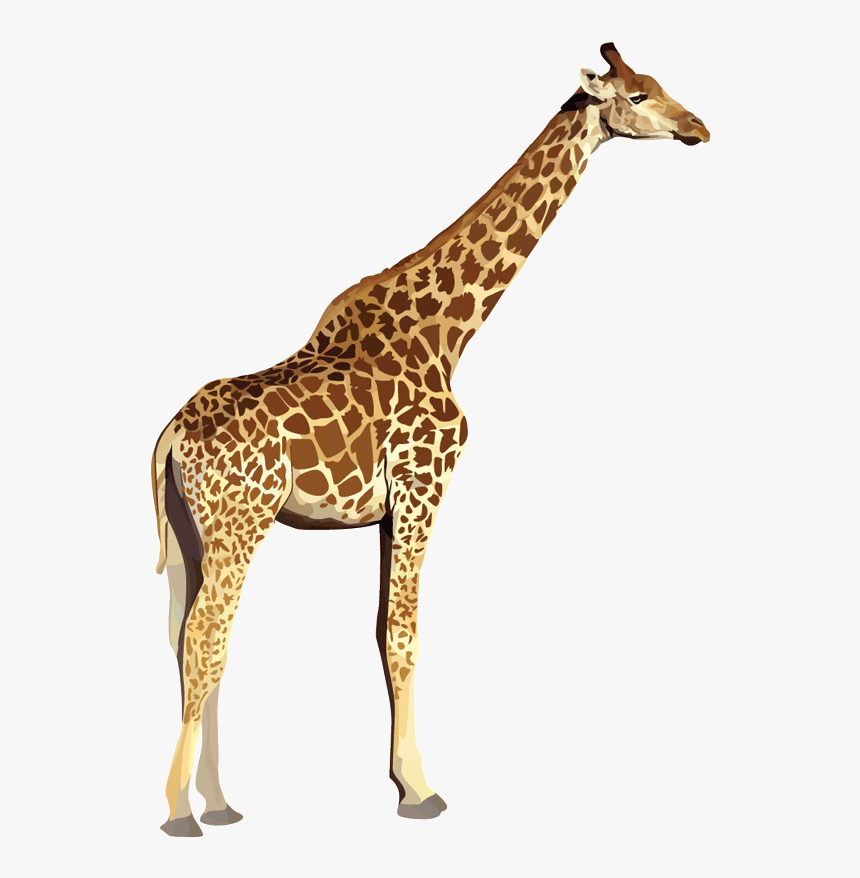 Index Of Images Zoo Animals No Background- - Transparent Background Transparent Animal, HD Png Download, Free Download