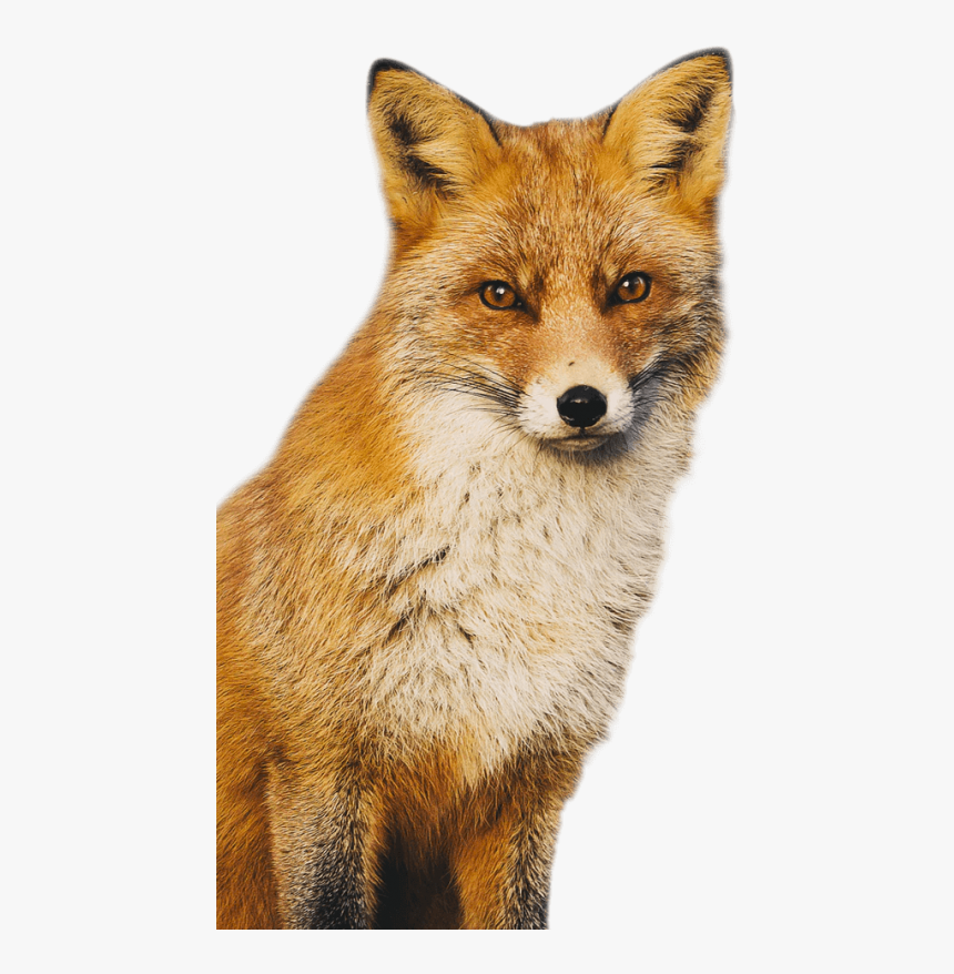 Cutout2 - California Bans Fur, HD Png Download, Free Download