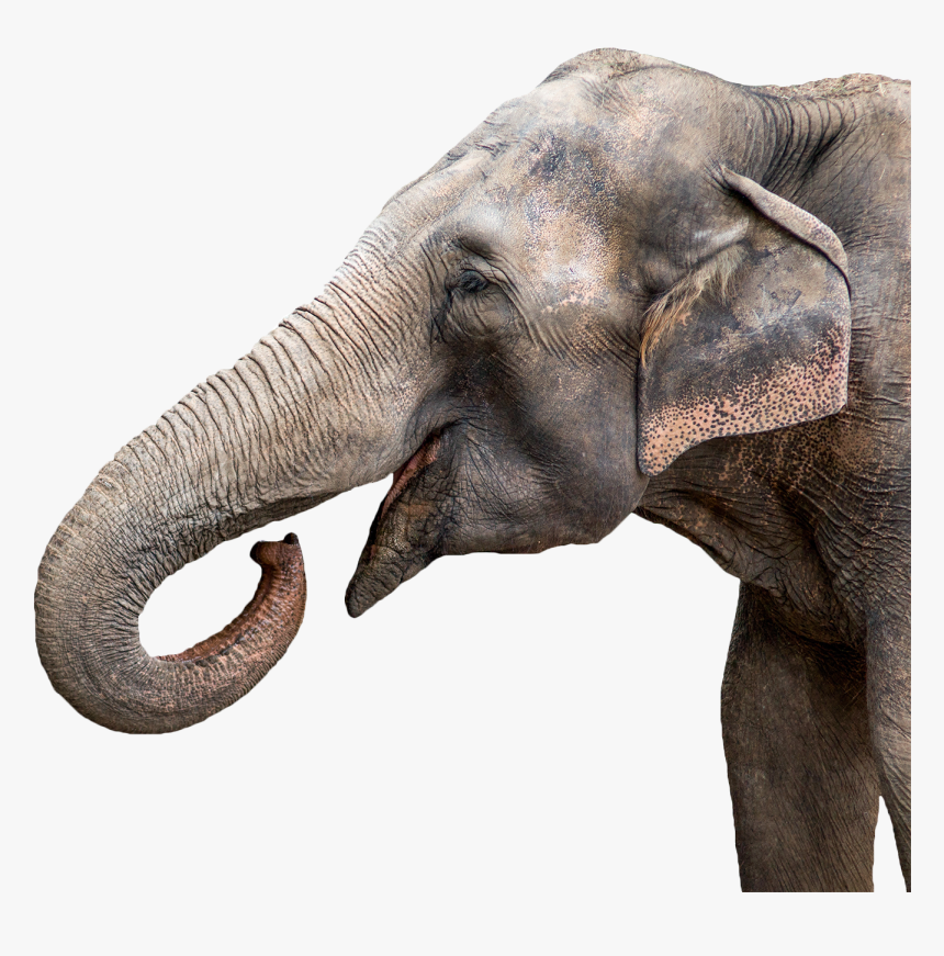 Circus Animals Png - Elephant Trunk, Transparent Png, Free Download