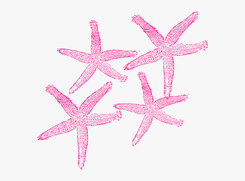 Starfish Prints Clip Art - Starfish, HD Png Download, Free Download