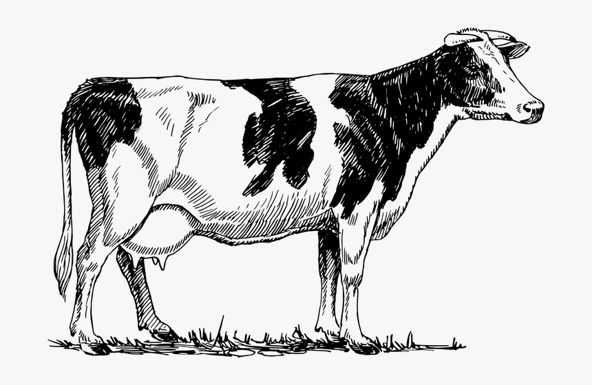 Model Essay On Cow For Students - Red Cow Drawing, HD Png Download, Free Download