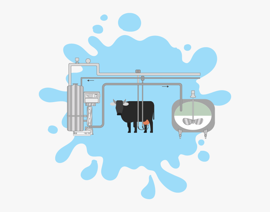 Mukhi Milking Process - Dairy Cow, HD Png Download, Free Download