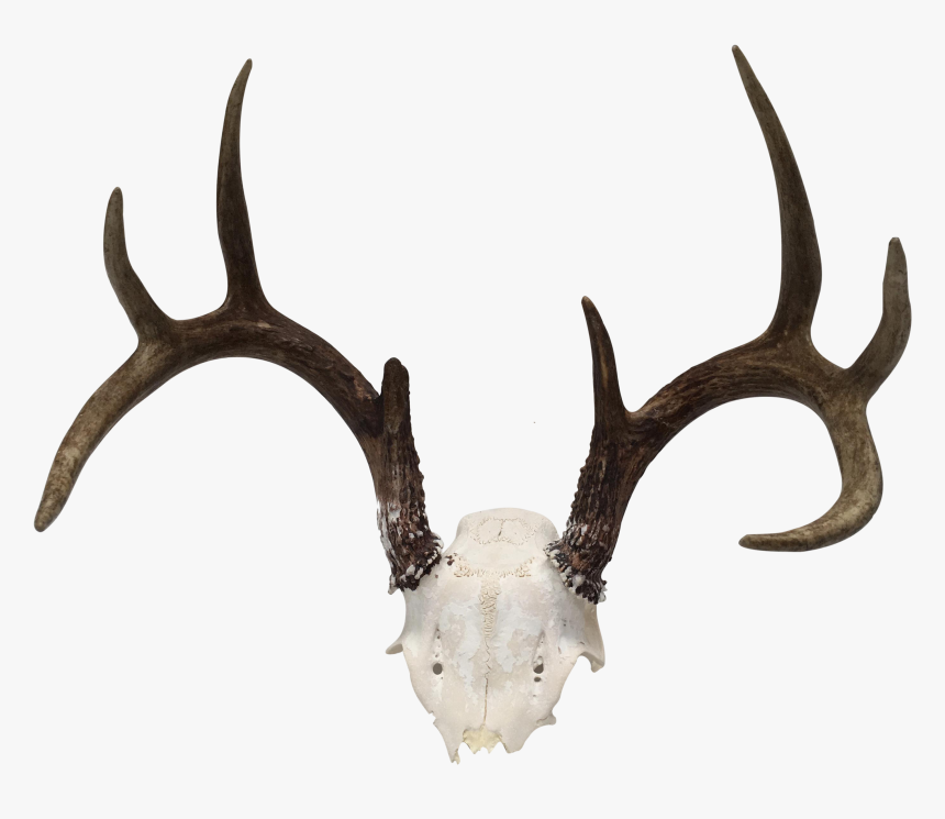 White-tailed Deer Antler Horn Trophy Hunting - Antler, HD Png Download, Free Download