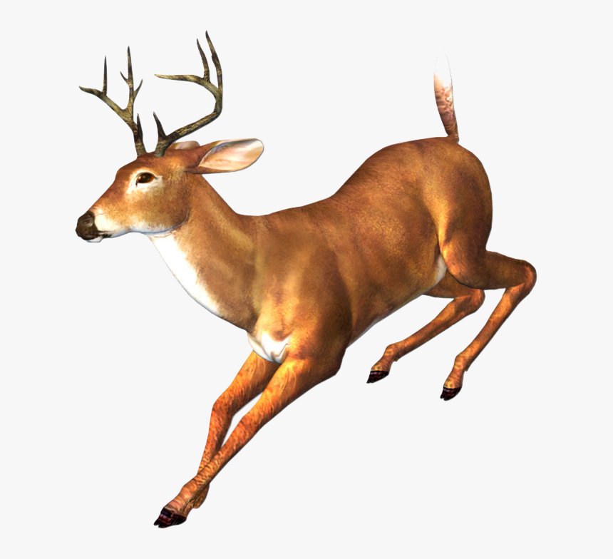 Deer Png Free Download - Transparent Running Deer, Png Download, Free Download