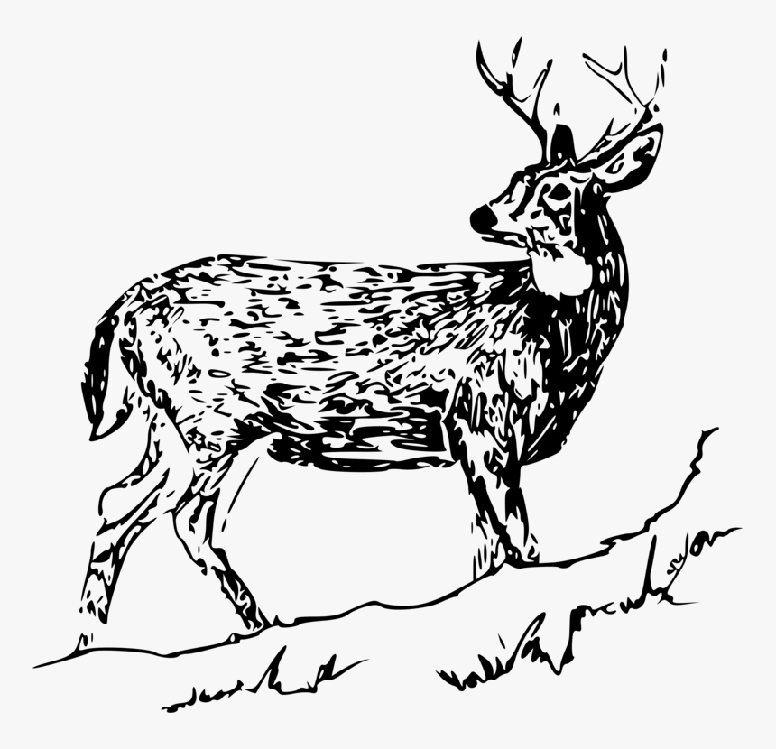 Musk Deer,monochrome Photography,deer - Dear Black And White, HD Png Download, Free Download