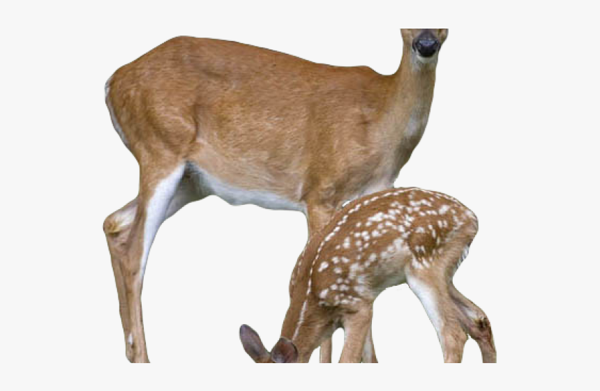 Deer Png Transparent Images - Deer Png, Png Download, Free Download