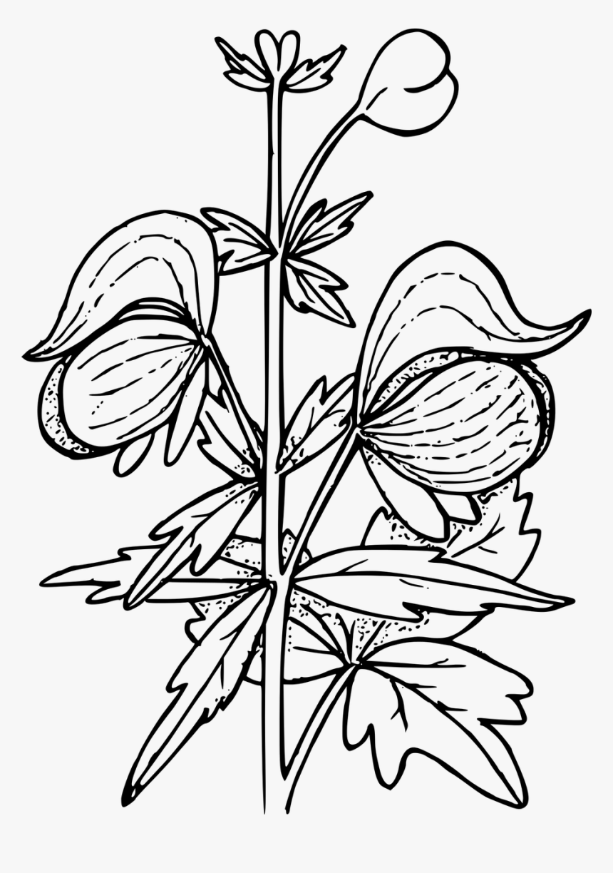 Wolfsbane Drawing, HD Png Download, Free Download