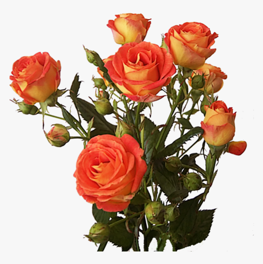 Rose Bunch Png Image - Bunch Of Orange Roses Png, Transparent Png, Free Download