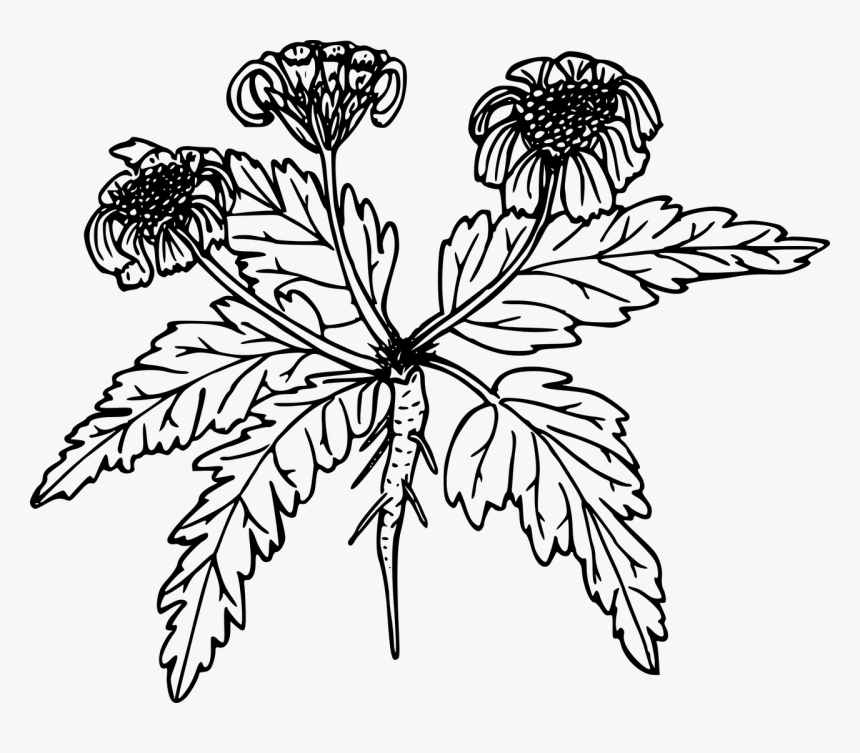 Drawing, HD Png Download, Free Download