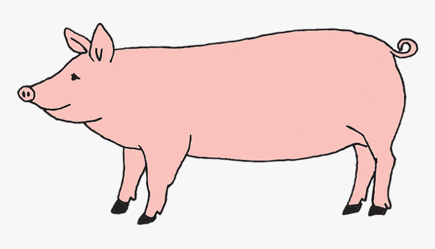 Domestic Pig, HD Png Download, Free Download