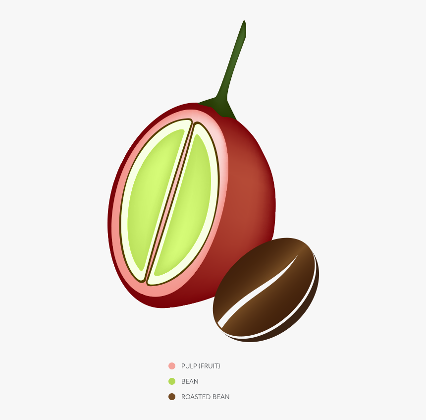 Glycocafe Mannatech Coffee Fruit Bean - Coffee Fruit, HD Png Download, Free Download