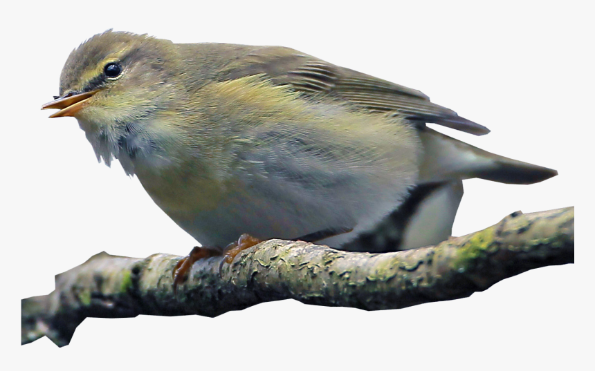 Willow Warbler Transparent Bird Image - Clear Background Bird Transparent, HD Png Download, Free Download