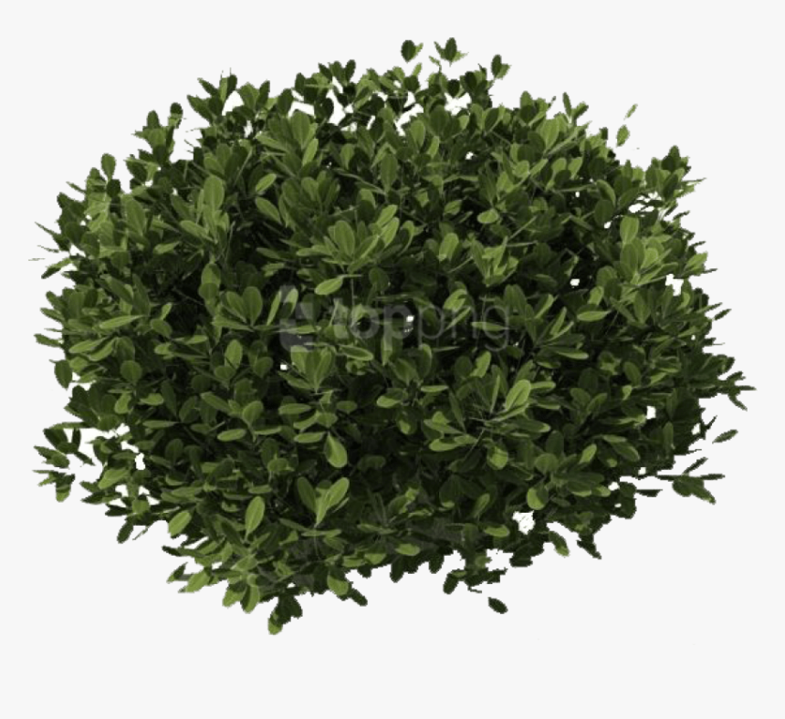 Bushes Png Images - Transparent Background Shrubs Png, Png Download, Free Download