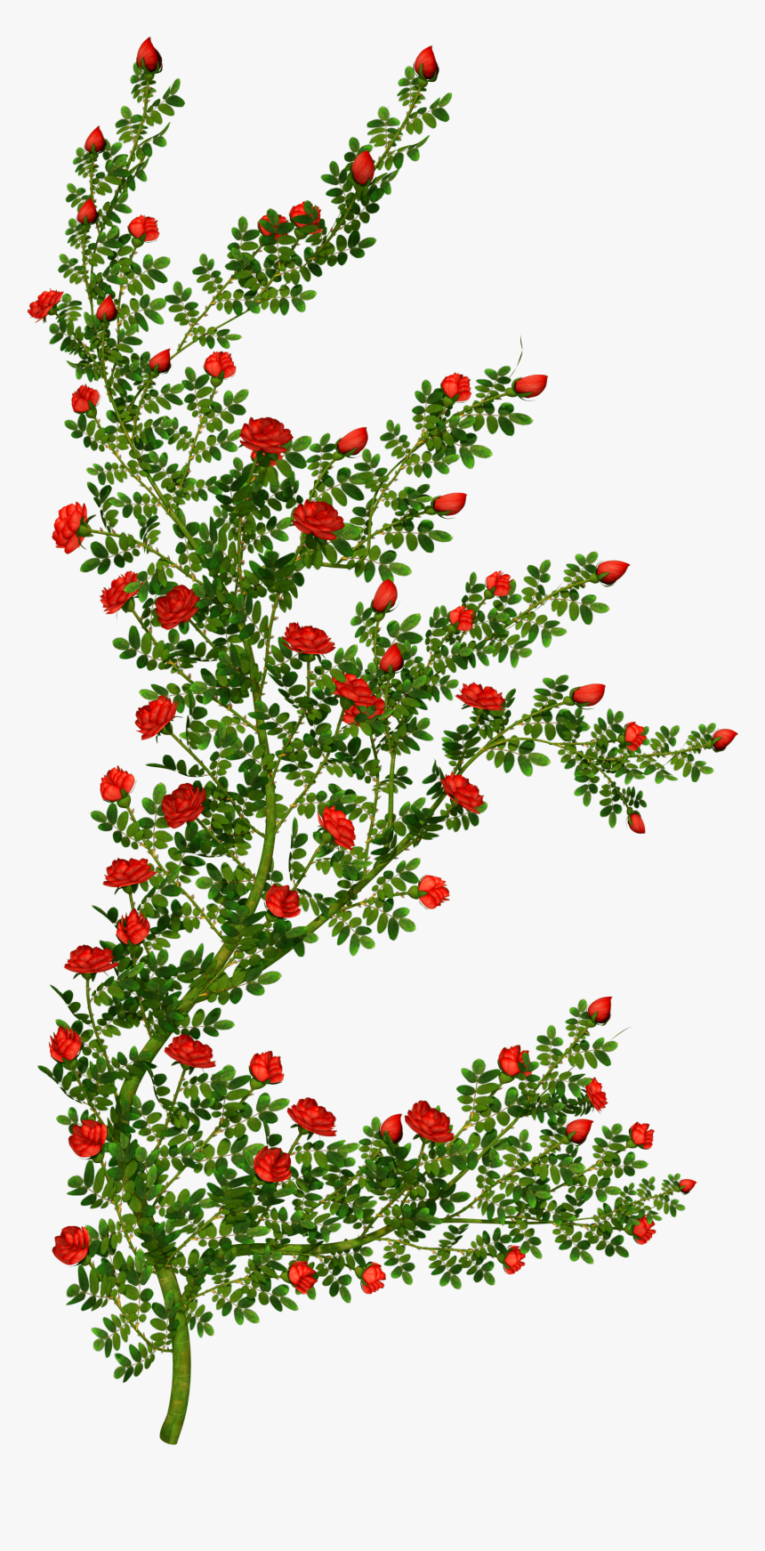 Rosebush Picture Gallery Yopriceville - Rose Bush Clipart Transparent Background, HD Png Download, Free Download