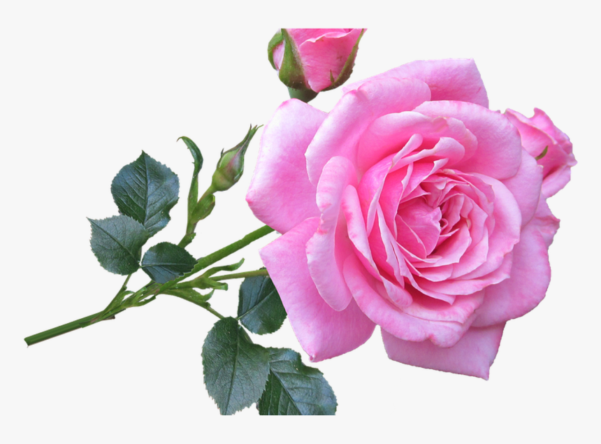 Pink Rose Stem Free Photo On Pixabay - Pink Rose Good Morning, HD Png Download, Free Download