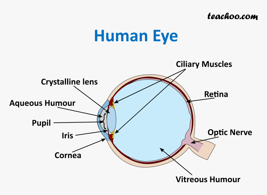 Human Eye - Teachoo - Human Eye Diagram For Class 8, HD Png Download, Free Download