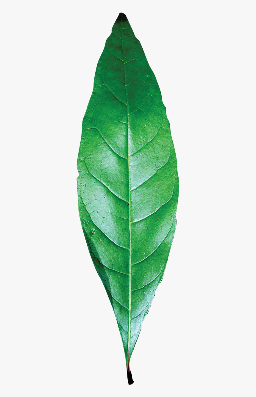 single green leaves clipart