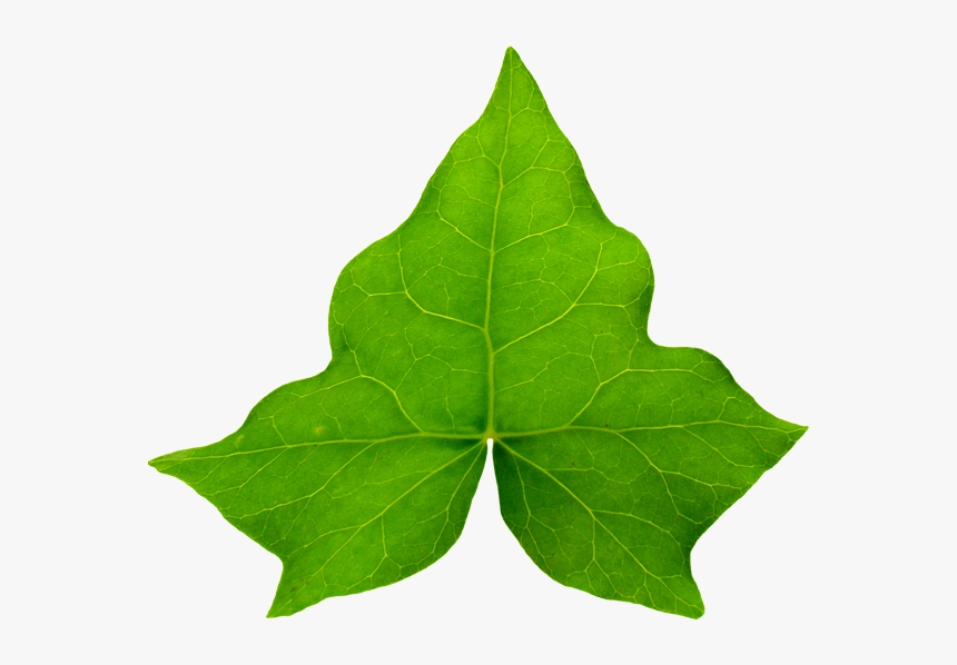 Aka Ivy Leaf Clip Art - Ivy Leaf Png, Transparent Png - kindpng.