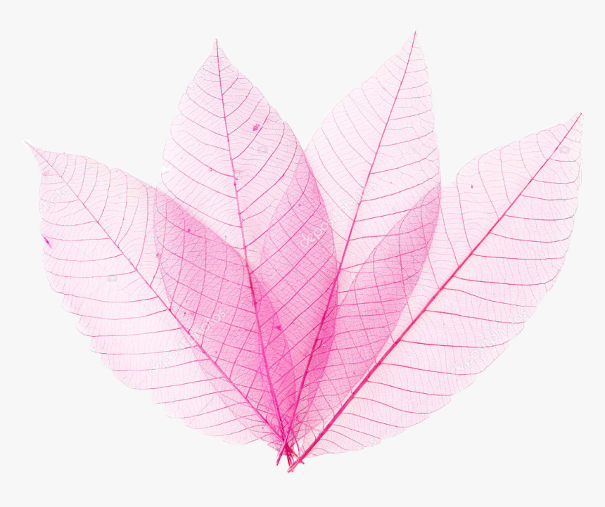 #pinkleaf #pinkleaves Transparent #leaves #pink #leaf - Pink Leaf Transparent Hd, HD Png Download, Free Download