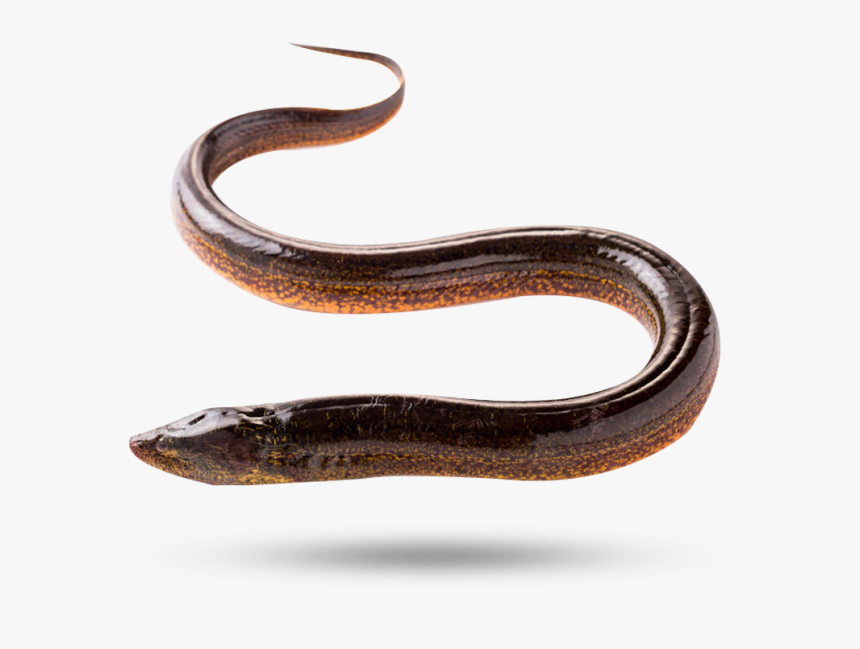 Eel - Transparent Background Eel Transparent, HD Png Download, Free Download