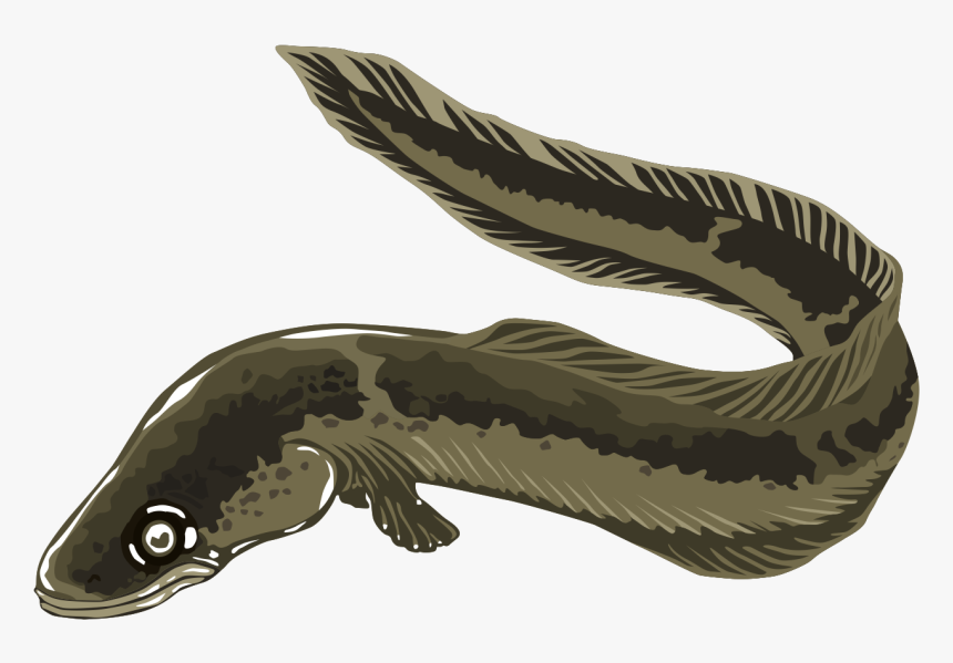 Eel Png - Eel Clipart, Transparent Png, Free Download