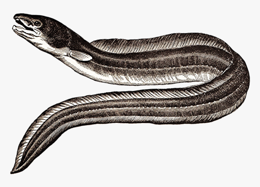 Eel, Vintage, Drawing, Snake, Sea, Seafood, Fish - Japanese Eel, HD Png Download, Free Download