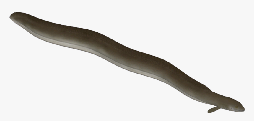 Eeleuropean Hendrix - Conger Eel, HD Png Download, Free Download