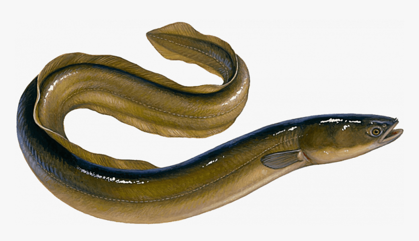 European Eel, HD Png Download, Free Download