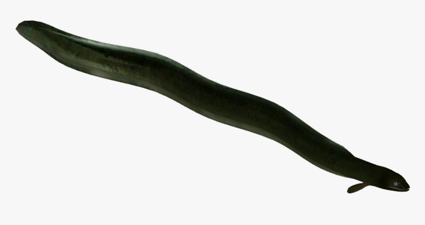 Transparent Eel Tusk - Anago, HD Png Download, Free Download