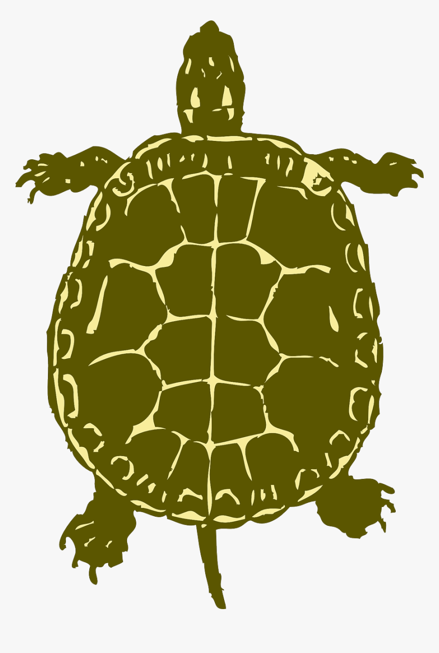 Birds Eye View Of A Turtle, HD Png Download, Free Download