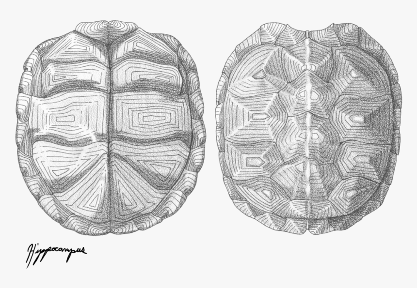 Drawing Shells Scientific Illustration - Turtle Shell Texture Drawing, HD Png Download, Free Download